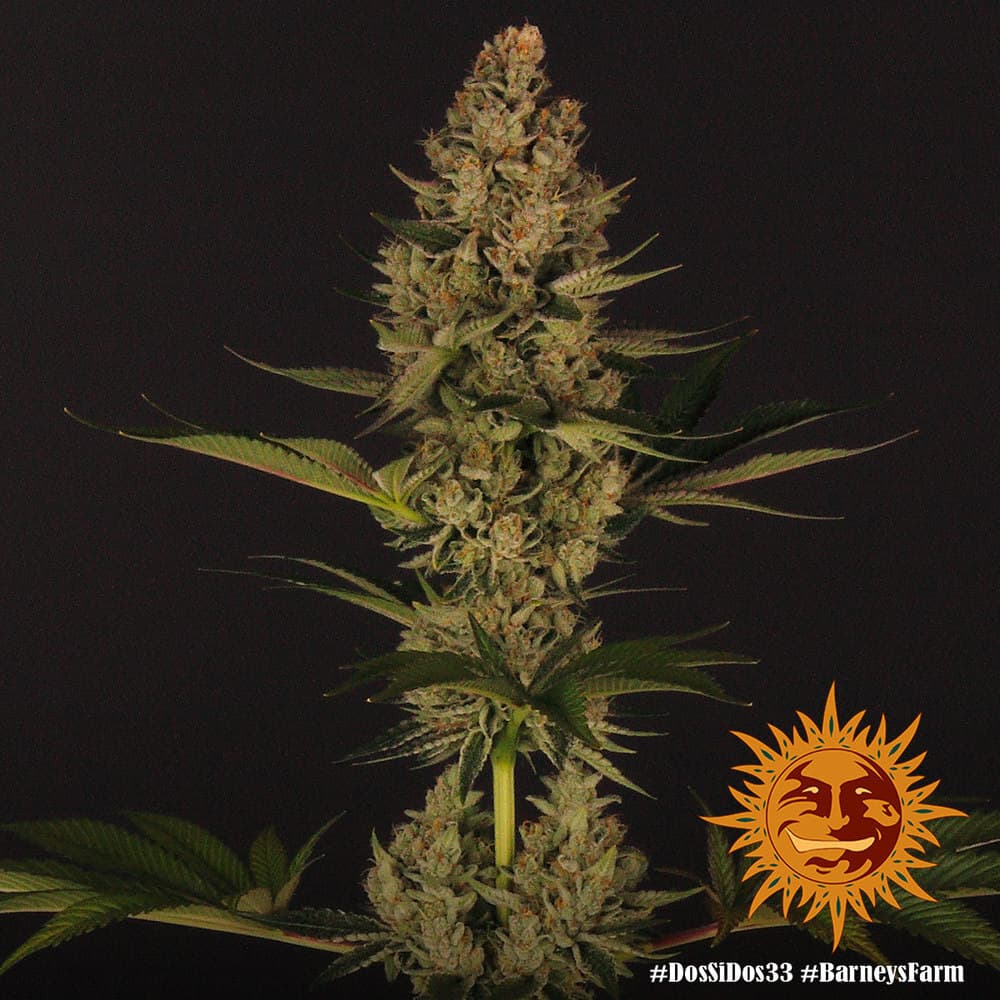 Dos Si Dos 33 Seeds