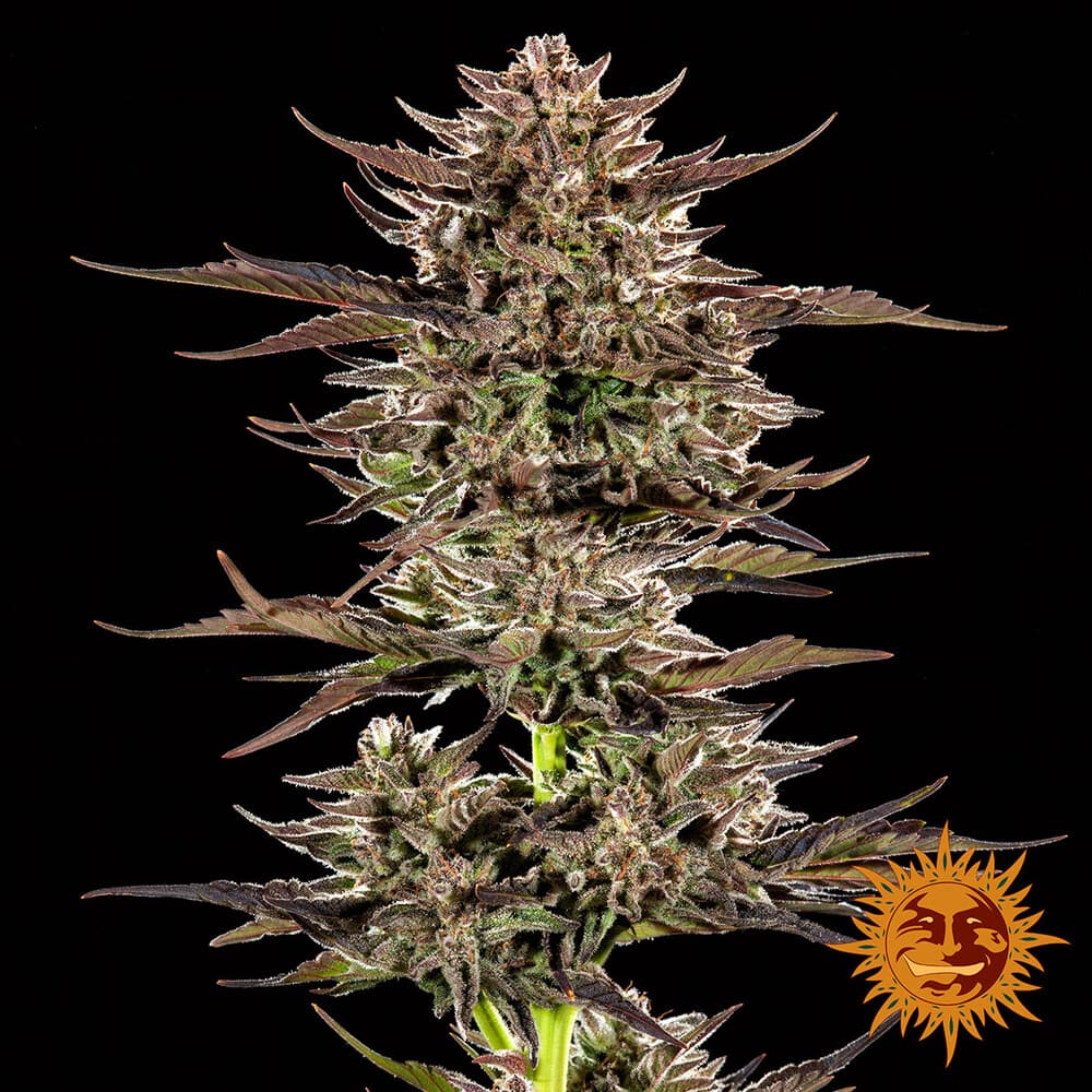 Frosted Zinn x 3 Bears OG Auto Seeds