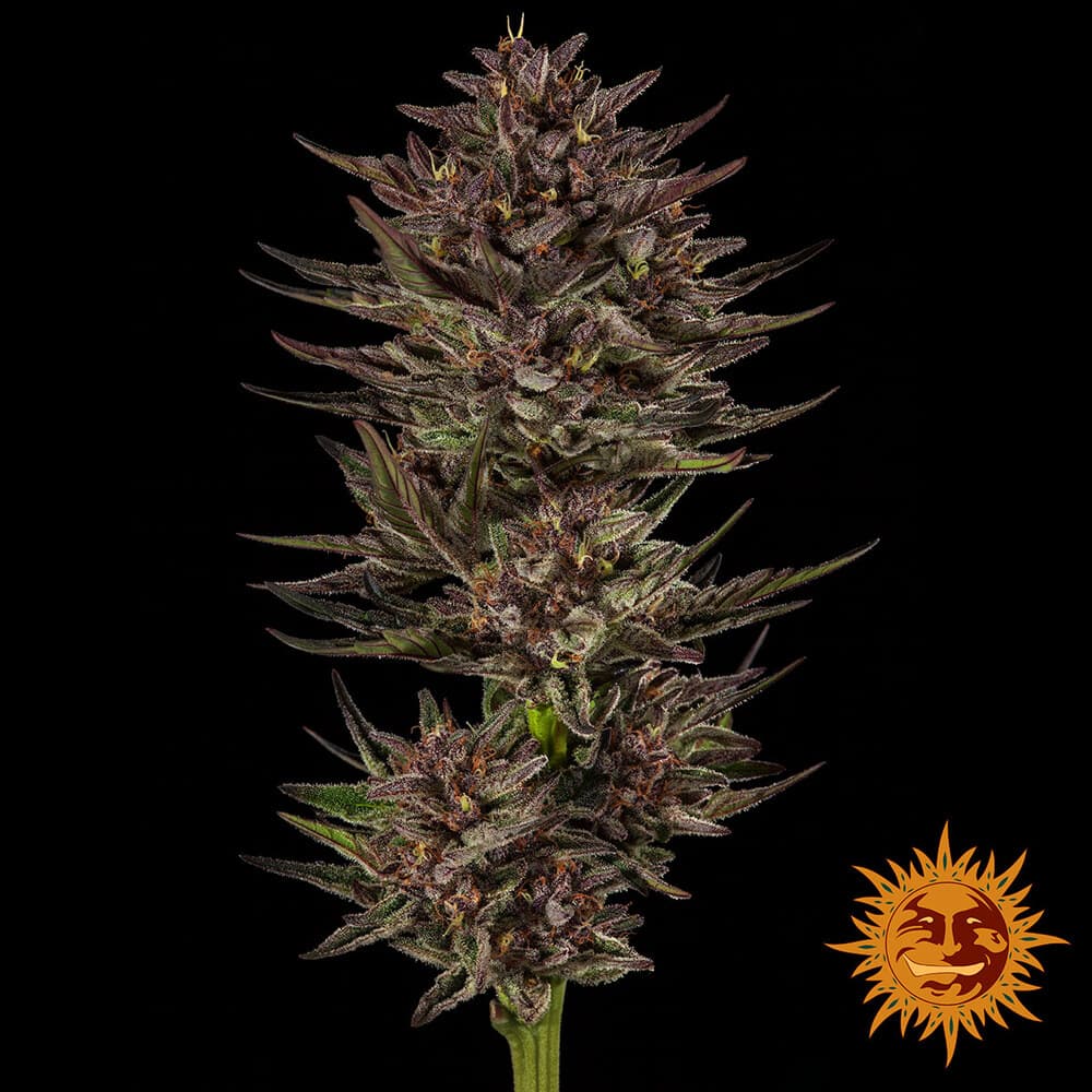 Frosted Zinn x Cookie Dog Auto Seeds