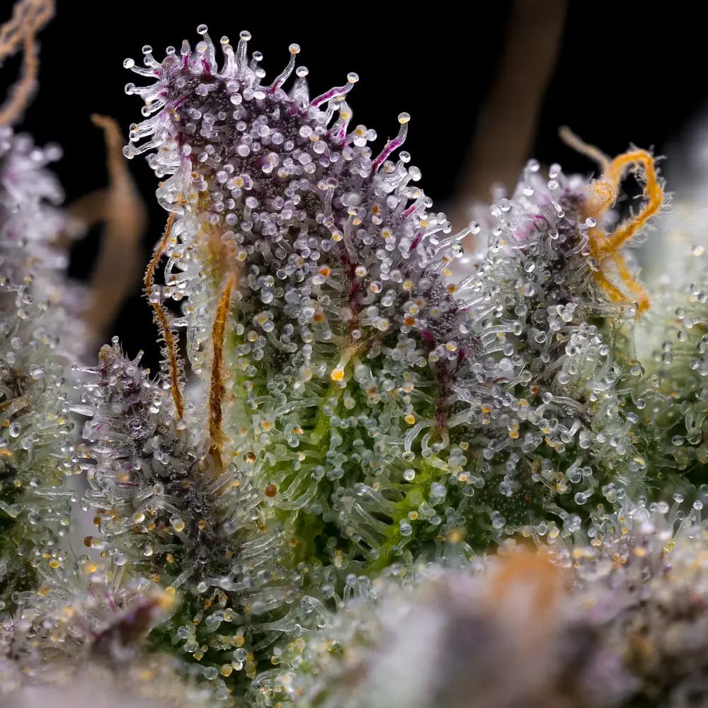 GMO Cookies Seeds