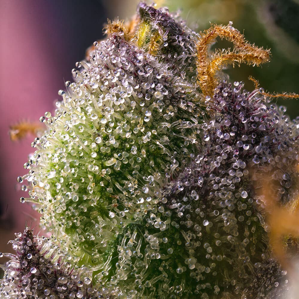 Hindu Kush Seeds