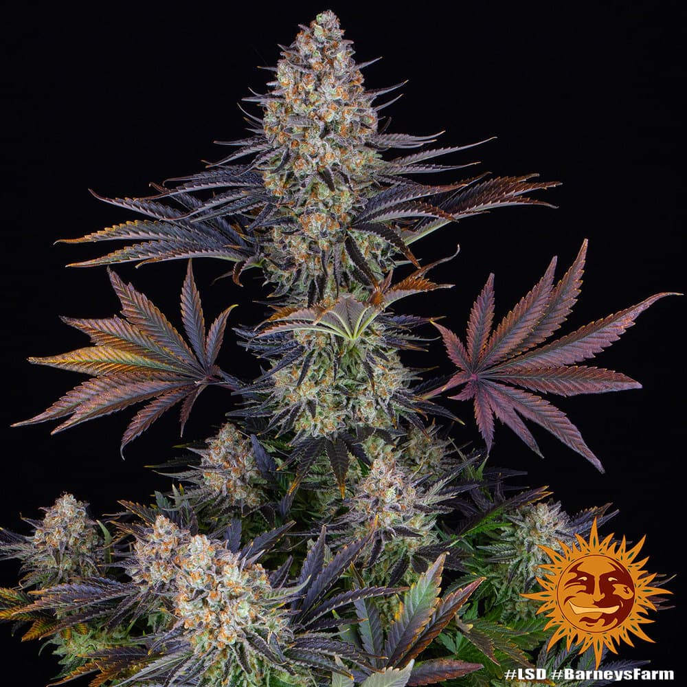 LSD Seeds