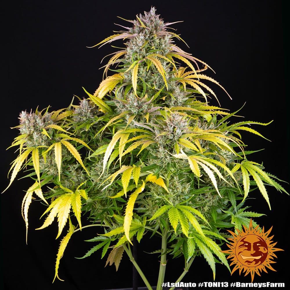 LSD Auto Seeds