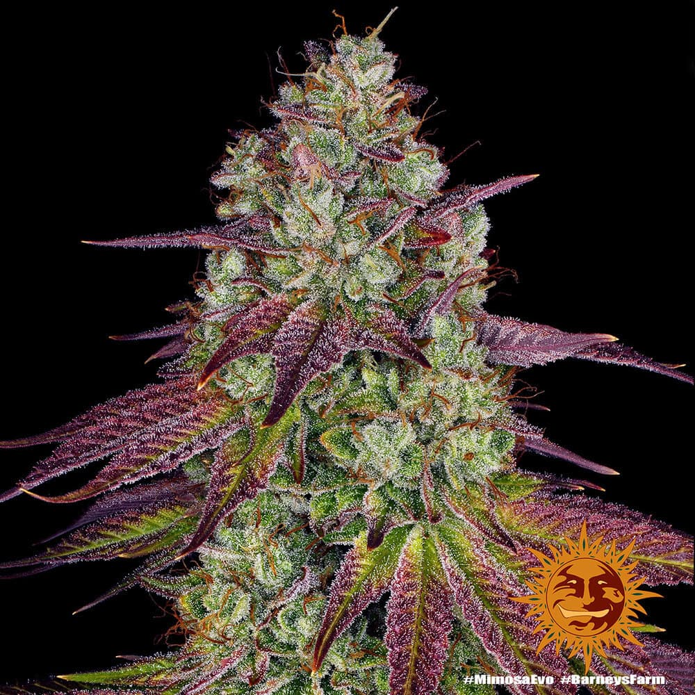 Mimosa EVO Seeds