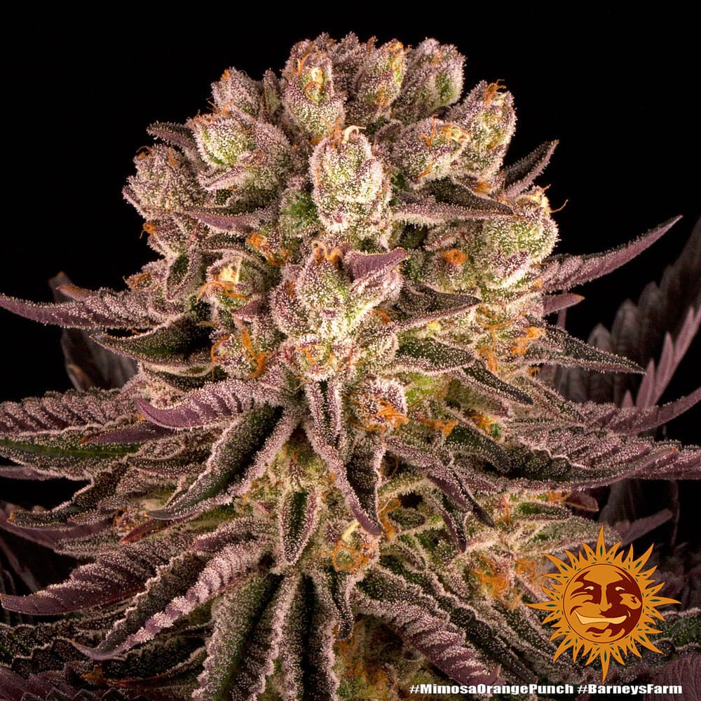 Mimosa x Orange Punch Seeds