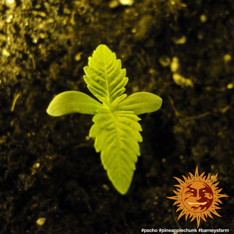 Pineapple Chunk Seeds