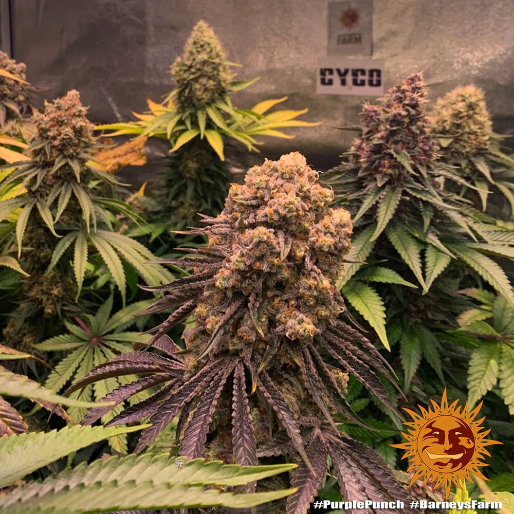 Purple Punch Seeds