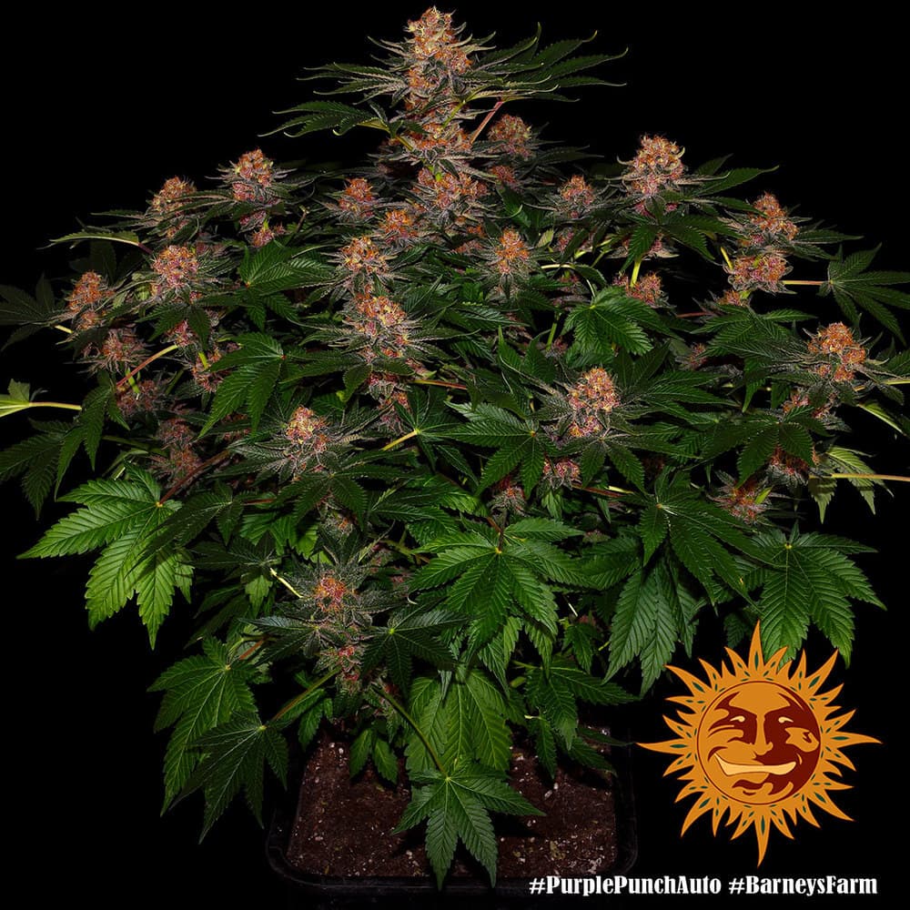 Purple Punch Auto Seeds