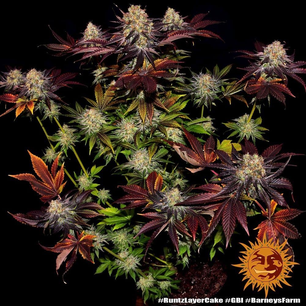 Runtz x Layer Cake Seeds