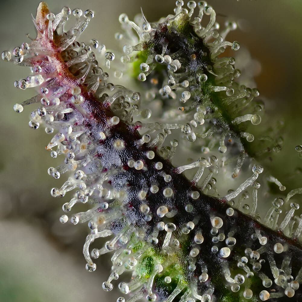 Skunk #1 Seeds
