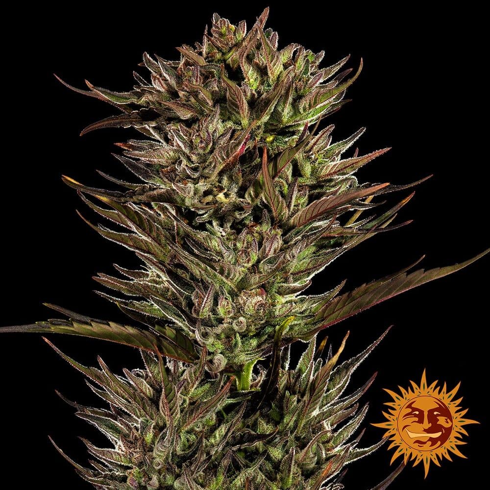 Thin Mint x Sour Pinot Auto Seeds