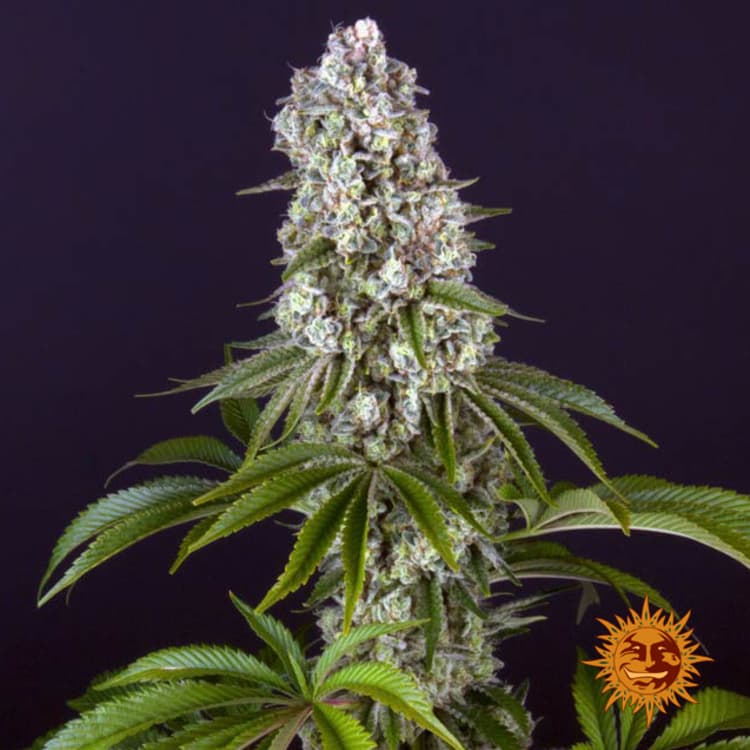 Tropicanna Banana Seeds