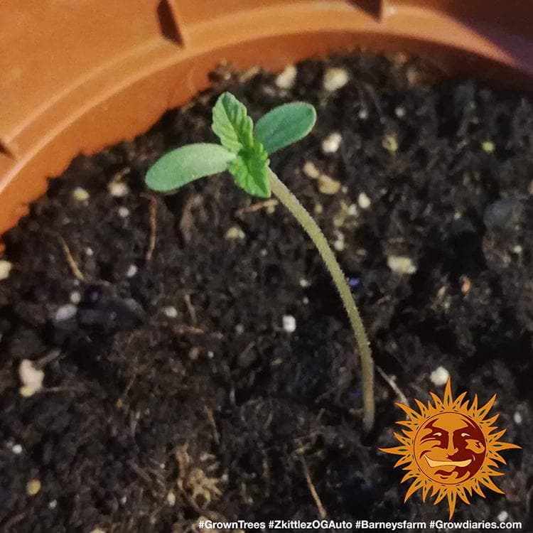Original Z OG Auto Seeds