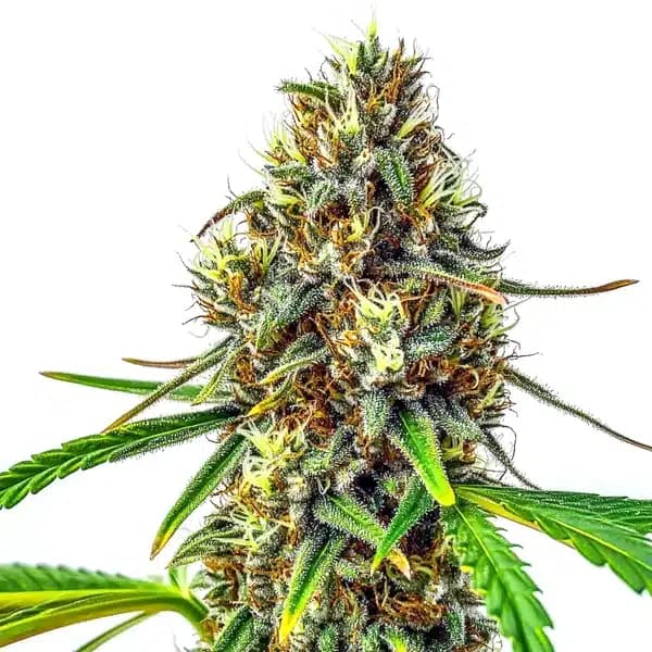 24K Gold Regular Seeds