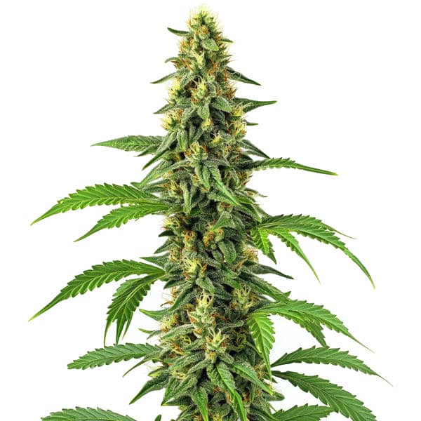24k Gold Seeds