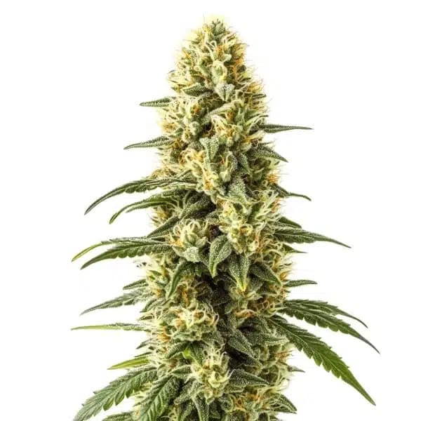 3 Kings Seeds