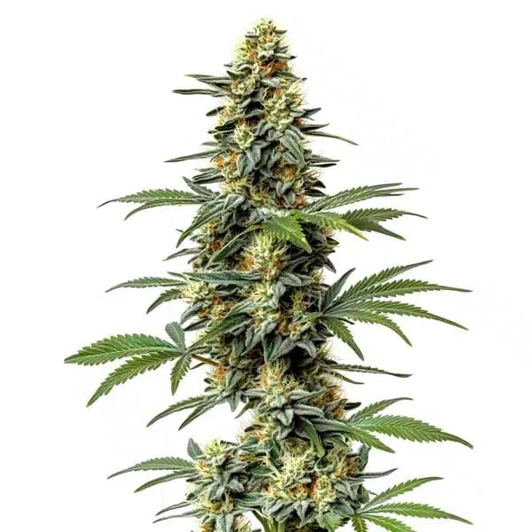60 Day Wonder Seeds