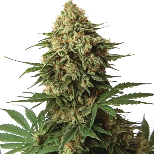 9 Pound Hammer Seeds