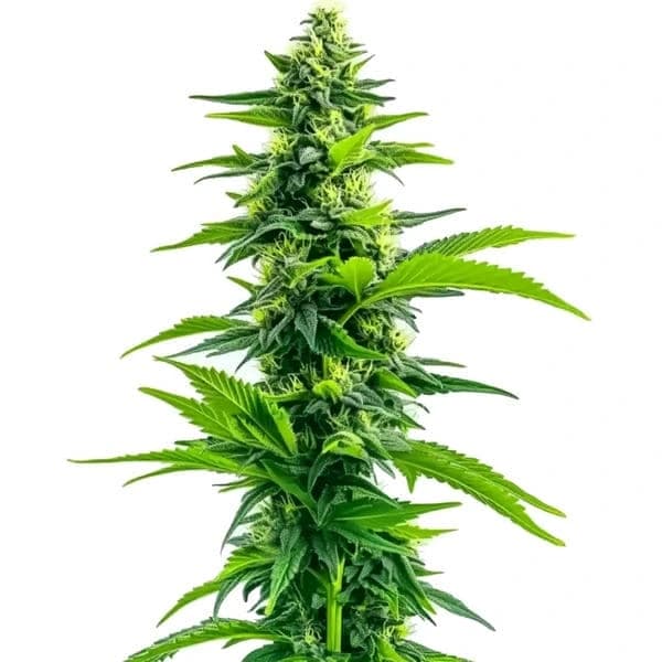 Acapulco Gold Seeds