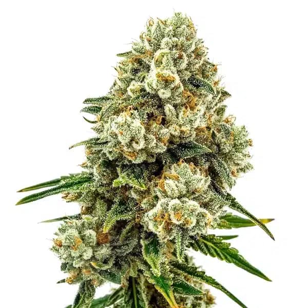 Acid Diesel Seeds