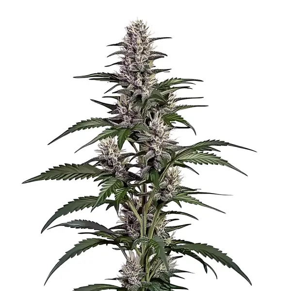 Afghan Autoflower Seeds