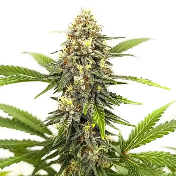 Afghan Hash Plant Regular Seeds