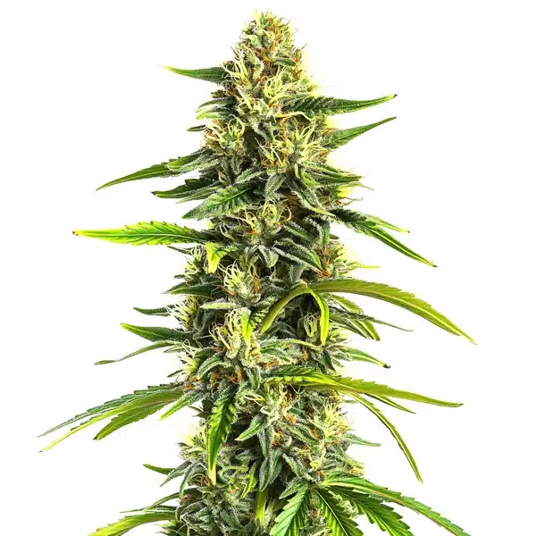 Afghan Hawaiian x Laos x Jamaican Seeds