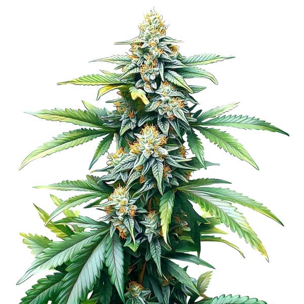 Afghan Kush Regular Seeds