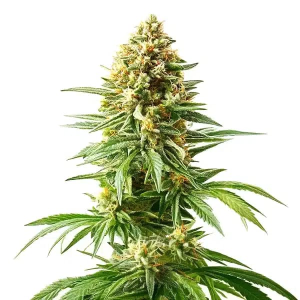 Afghan Kush x Blueberry Seeds