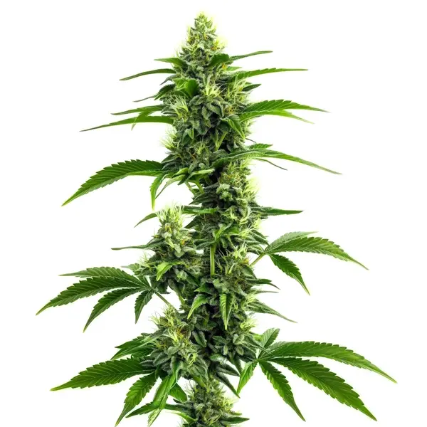 Afghan Kush x Super Skunk Seeds