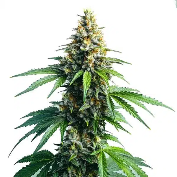 Afghan Kush Seeds