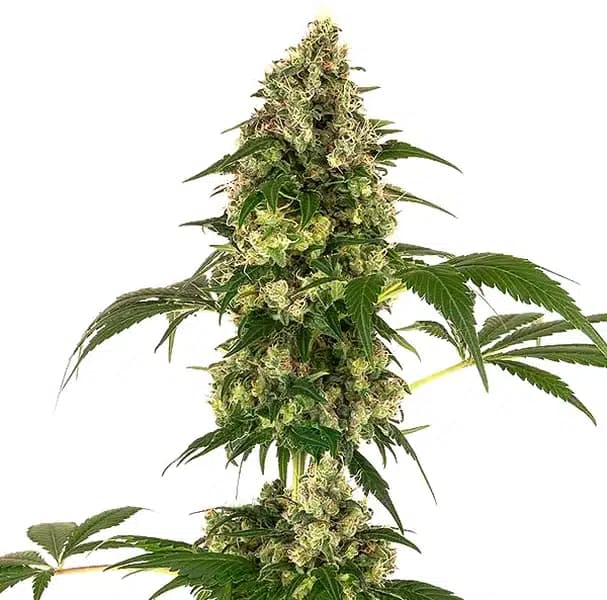 Afghan x Haze Seeds