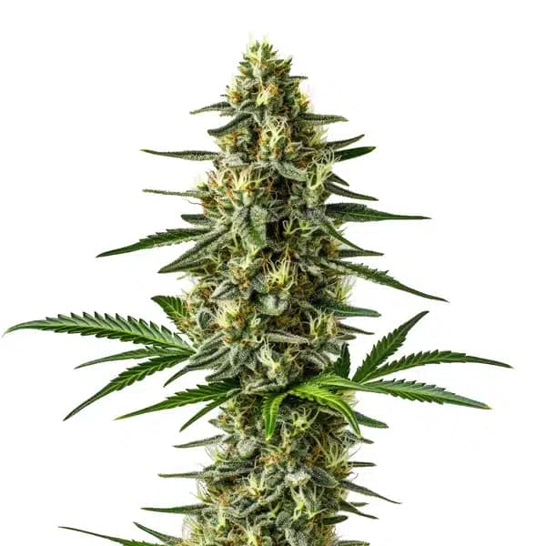 Afghan Seeds