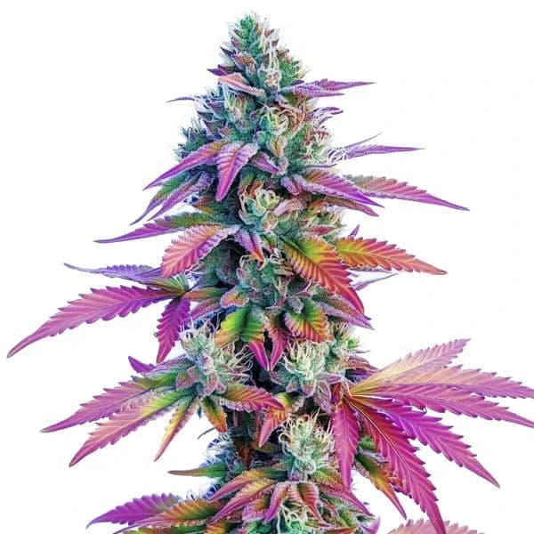 African x Princess 88 Seeds