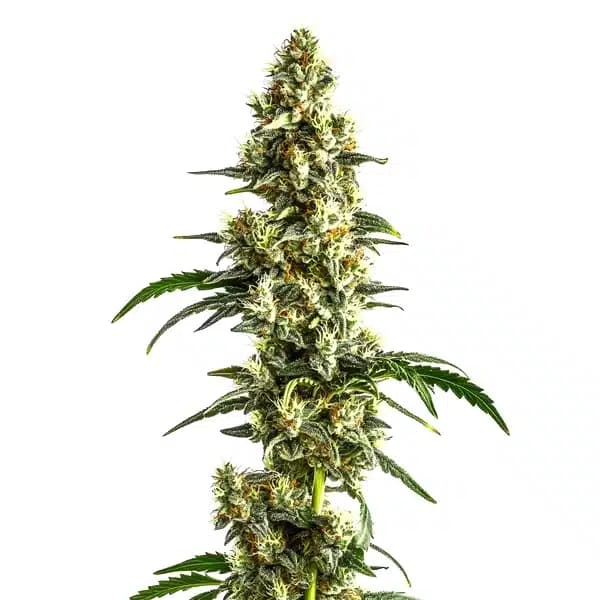 Agent Orange Regular Seeds