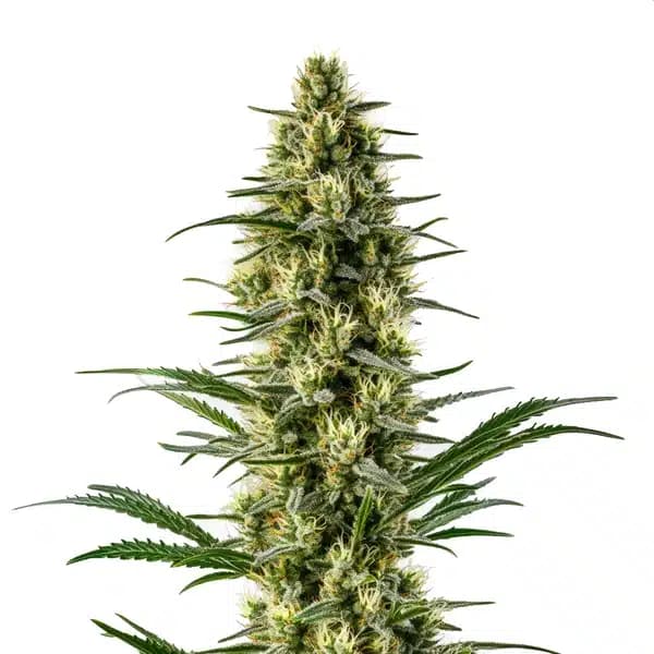 Agent Orange Seeds