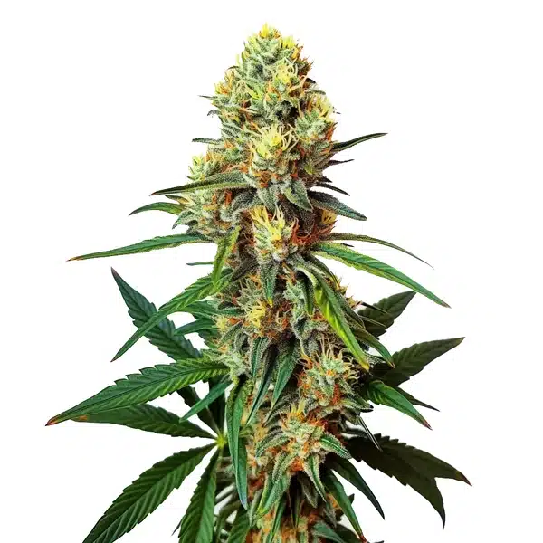 AK 47 Regular Seeds