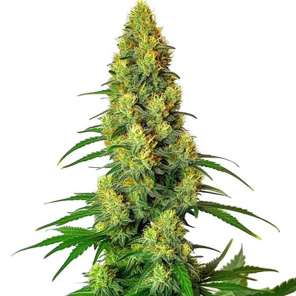 AK 48 Seeds