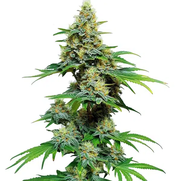 AK 59 Seeds