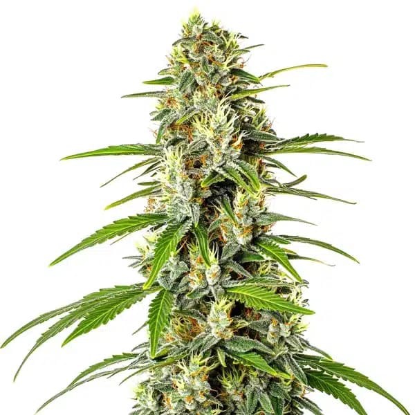 AK Auto CBD (1:1) Seeds