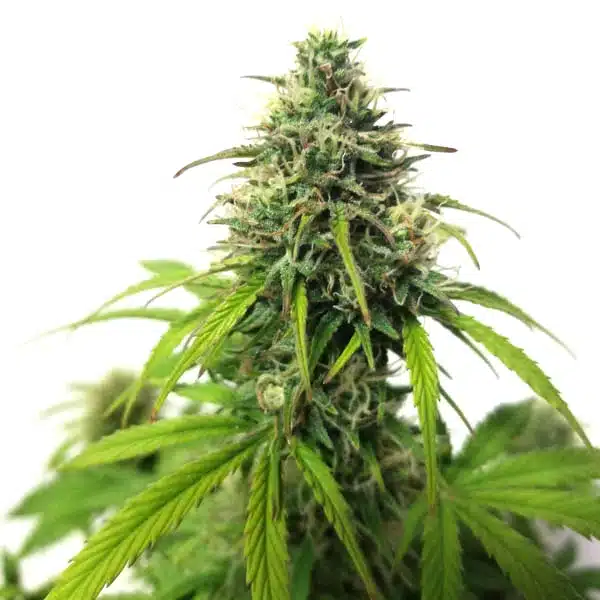 AK Auto Seeds