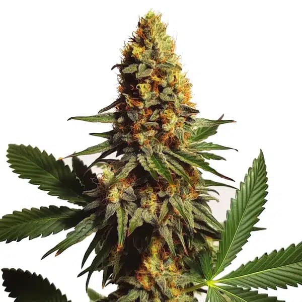 Ak x Somango Auto Seeds