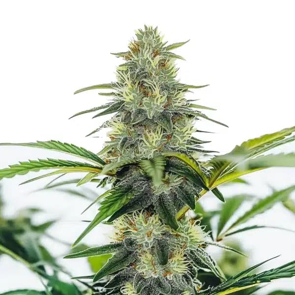 AK x White Widow Auto Seeds