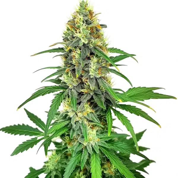 AK47 F1 Seeds