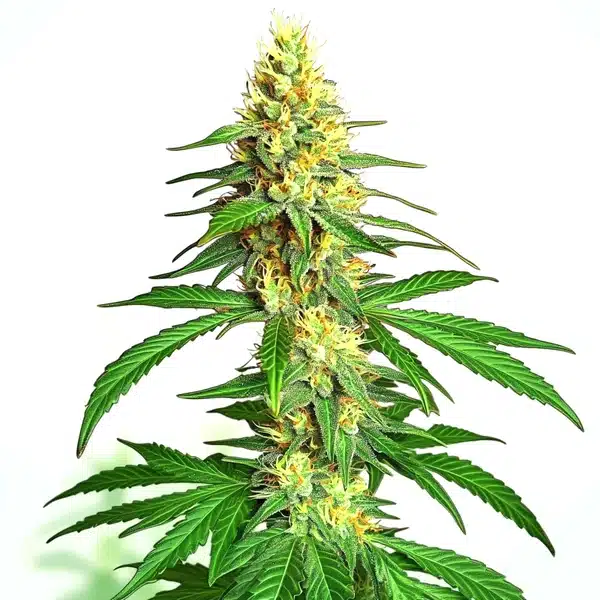 Ak59 Auto Seeds
