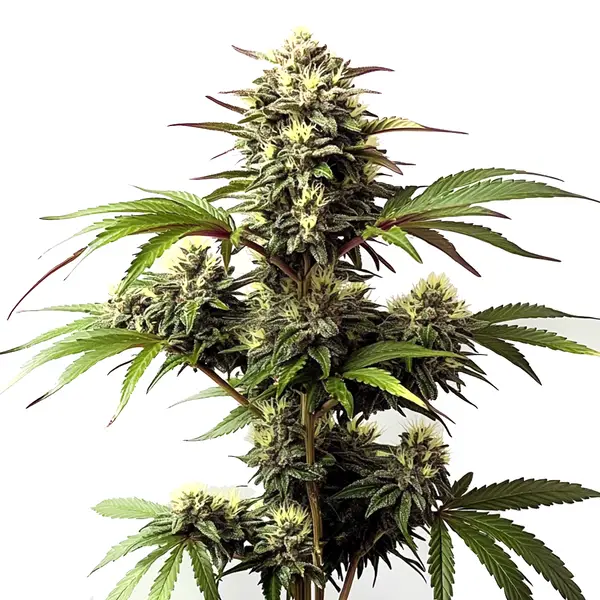 Alaskan Purple Seeds
