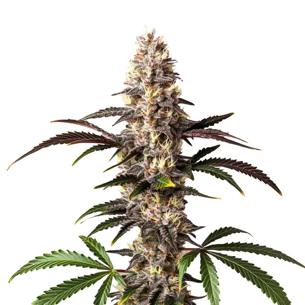 Alaskan Thunderfuck Seeds