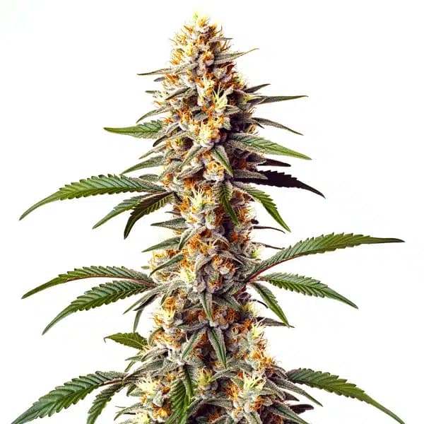 Alaskan x Kush x Brazil Seeds