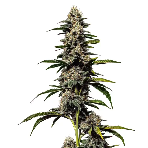 Alien Cookies x Kush Mints Seeds