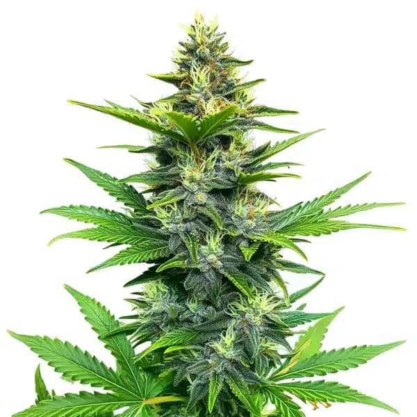 Alien GG Regular Seeds